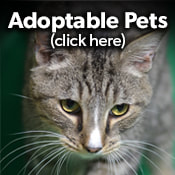 Adoptable Pets, click here