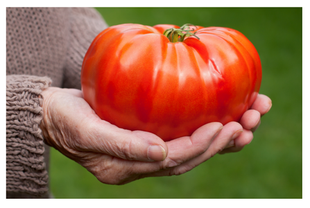 Hands holding a giant tomato