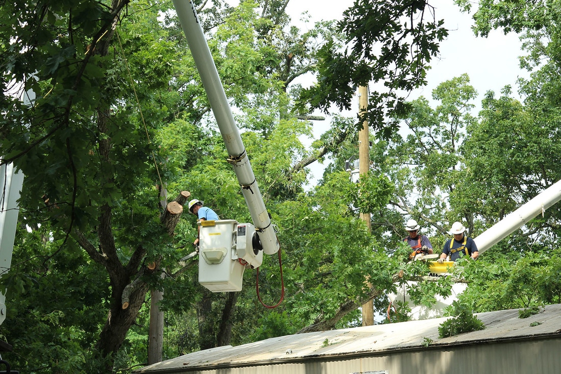 Photo of linemen trimming trees