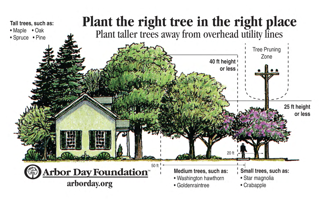 Plant the right tree in the right place graphic